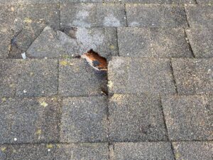 Damaged shingles on roof